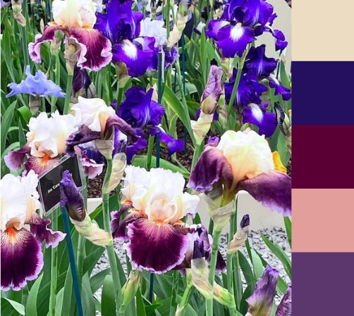 Flamboyant irises at Chelsea Flower Show with a palette drawn from the flower colours