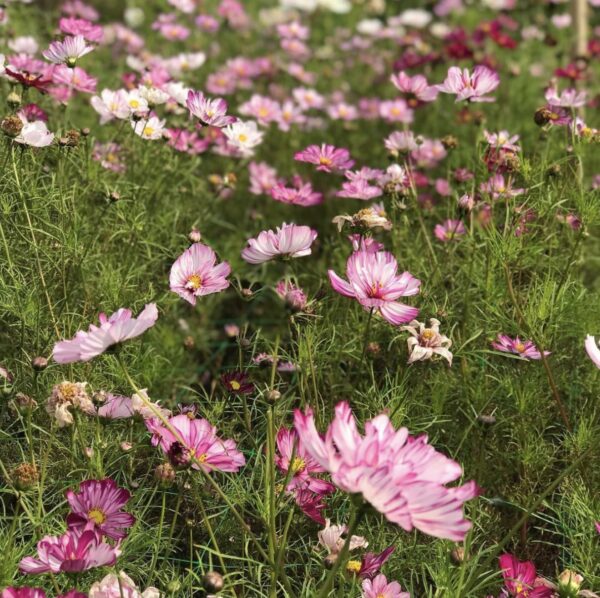 Midnight-Garden-Flower-Farm-2-@themidnightgarden-•-Instagram-photos-and-videos