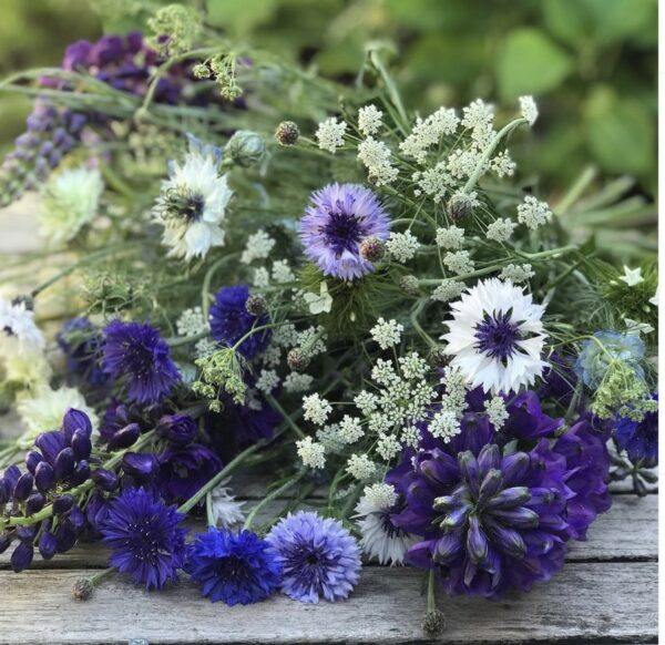 Midnight-Garden-Flower-Farm-4-@themidnightgarden-•-Instagram-photos-and-videos