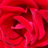 Red rose close up photograph on a blank greetings card.