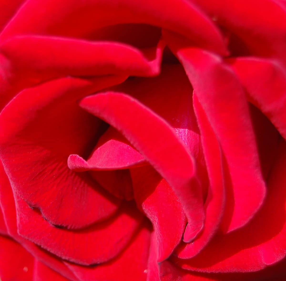 Red rose close up photograph on a blank greetings card.