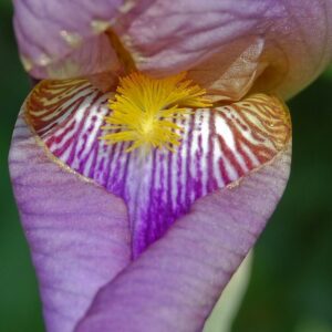 Greetings card - Bearded Iris
