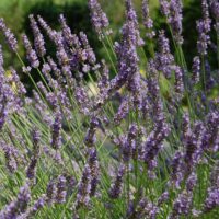 Greetings card. Lavender Field