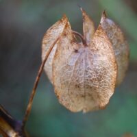 Greetings card. Seed pod.