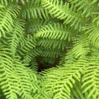 Greetings card - Tree Fern