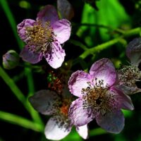 Greetings card - Beauty in the shadows