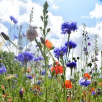 Greetings card - Meadow