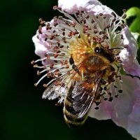 Greetings card - Pollination