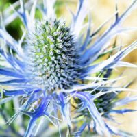 Greetings card. Sea Holly